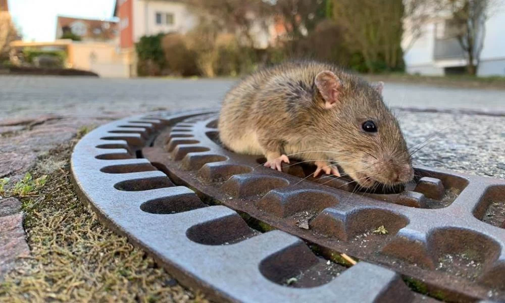 Λάρνακα: Εκστρατεία για την καταπολέμηση των τρωκτικών από το Δήμο